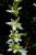 Dendrobium crumentaum