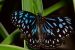 Blue Tiger Butterfly