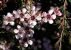 Leptospermum 'Pink Cascade'
