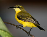Olive-backed-Sunbird,--female-IMG_1204