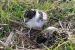 Masked Lapwing chicks and egg