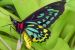 Cairns Birdwing butterfly