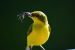 Olive-Backed Sunbird female